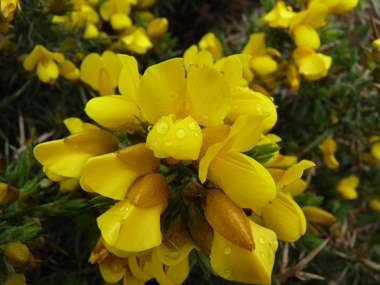 Fleurs jaune d'or dégageant une odeur caractéristique de noix de coco et dont les ailes sont plus grandes que la carène. Agrandir dans une nouvelle fenêtre (ou onglet)