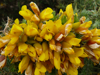 Fleurs jaune d'or dégageant une odeur caractéristique de noix de coco et dont les ailes sont plus grandes que la carène. Agrandir dans une nouvelle fenêtre (ou onglet)