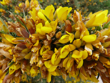 Fleurs jaune d'or dégageant une odeur caractéristique de noix de coco et dont les ailes sont plus grandes que la carène. Agrandir dans une nouvelle fenêtre (ou onglet)