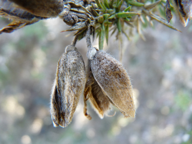 Fruits en forme de gousses ovales velues de 1 à 2 cm de long. Agrandir dans une nouvelle fenêtre ou onglet)