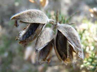 Fruits en forme de gousses ovales velues de 1 à 2 cm de long. Agrandir dans une nouvelle fenêtre ou onglet)