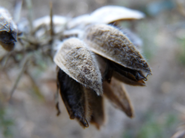 Fruits en forme de gousses ovales velues de 1 à 2 cm de long. Agrandir dans une nouvelle fenêtre ou onglet)