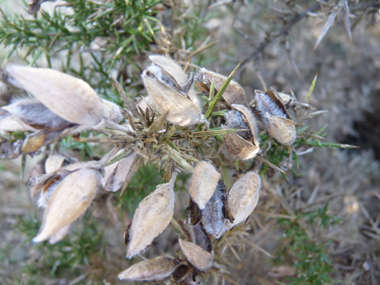 Fruits en forme de gousses ovales velues de 1 à 2 cm de long. Agrandir dans une nouvelle fenêtre ou onglet)