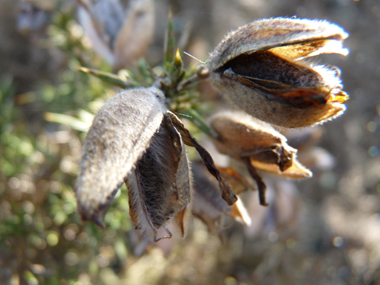 Fruits en forme de gousses ovales velues de 1 à 2 cm de long. Agrandir dans une nouvelle fenêtre ou onglet)