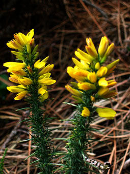 Fleurs jaune d'or dégageant une odeur caractéristique de noix de coco et dont les ailes sont plus grandes que la carène. Agrandir dans une nouvelle fenêtre (ou onglet)