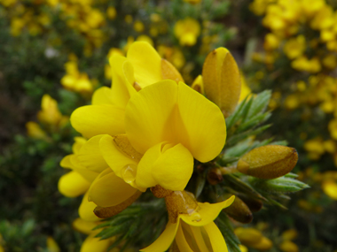 Fleurs jaune d'or dégageant une odeur caractéristique de noix de coco et dont les ailes sont plus grandes que la carène. Agrandir dans une nouvelle fenêtre (ou onglet)