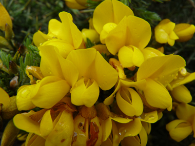 Fleurs jaune d'or dégageant une odeur caractéristique de noix de coco et dont les ailes sont plus grandes que la carène. Agrandir dans une nouvelle fenêtre (ou onglet)