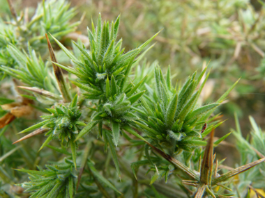 Feuilles transformées en longues (2-4 cm) épines striées vert clair, ramifiées sur plusieurs étages et dépassant largement les fleurs.  Agrandir dans une nouvelle fenêtre (ou onglet)