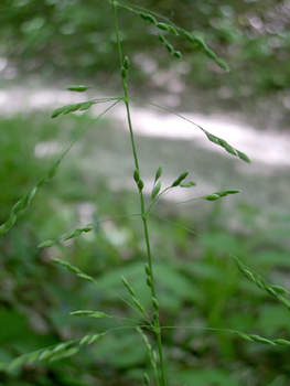 Grande panicule généralement verte mais parfois violacée, longue de 1 à 3 cm de long. Agrandir dans une nouvelle fenêtre (ou onglet)