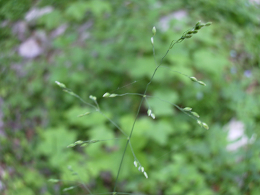 Grande panicule généralement verte mais parfois violacée, longue de 1 à 3 cm de long. Agrandir dans une nouvelle fenêtre (ou onglet)