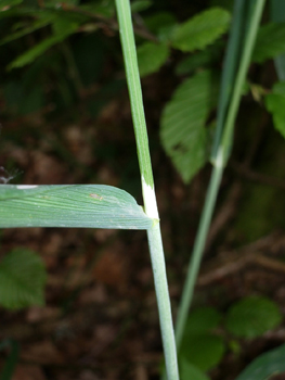 Tige dressée dotée d'une ligule obtuse longue de 5 à 10 mm. Agrandir dans une nouvelle fenêtre (ou onglet)