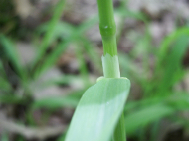 Tige dressée dotée d'une ligule obtuse longue de 5 à 10 mm. Agrandir dans une nouvelle fenêtre (ou onglet)