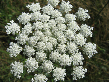 Fleurs blanc terne de 2 mm groupées en ombelles et très souvent dotée, en son centre, d'une fleur de couleur variable allant du rose au violet très foncé. On notera que les bractées inférieures sont pennées ou pourvues de 3 dents. Agrandir dans une nouvelle fenêtre (ou onglet)