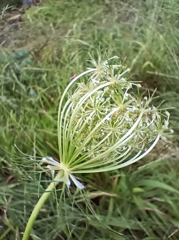 Fleurs blanc terne de 2 mm groupées en ombelles et très souvent dotée, en son centre, d'une fleur de couleur variable allant du rose au violet très foncé. On notera que les bractées inférieures sont pennées ou pourvues de 3 dents. Agrandir dans une nouvelle fenêtre (ou onglet)