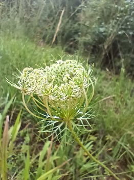 Fleurs blanc terne de 2 mm groupées en ombelles et très souvent dotée, en son centre, d'une fleur de couleur variable allant du rose au violet très foncé. On notera que les bractées inférieures sont pennées ou pourvues de 3 dents. Agrandir dans une nouvelle fenêtre (ou onglet)