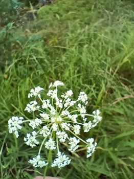 Fleurs blanc terne de 2 mm groupées en ombelles et très souvent dotée, en son centre, d'une fleur de couleur variable allant du rose au violet très foncé. On notera que les bractées inférieures sont pennées ou pourvues de 3 dents. Agrandir dans une nouvelle fenêtre (ou onglet)