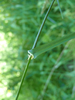 Longues feuilles vert-gris de 5-10 mm de large, souvent pliées dans le sens de la longueur (le dactyle d'Ascherson ayant des feuilles non pliées et d'un vert franc). La ligule est plus longue que large. Agrandir dans une nouvelle fenêtre (ou onglet)