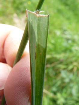 Longues feuilles vert-gris de 5-10 mm de large, souvent pliées dans le sens de la longueur (le dactyle d'Ascherson ayant des feuilles non pliées et d'un vert franc). La ligule est plus longue que large. Agrandir dans une nouvelle fenêtre (ou onglet)