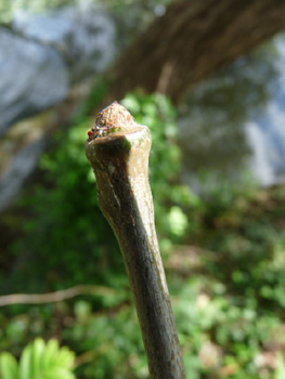 Bourgeons alternes spiralés, gros, verdâtres, visqueux et glabres. Agrandir dans une nouvelle fenêtre (ou onglet)