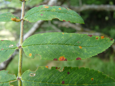 Feuilles alternes composées pennées avec 11 à 21 folioles de 3-7 cm, dentées dans les deux tiers supérieurs. Agrandir dans une nouvelle fenêtre (ou onglet)