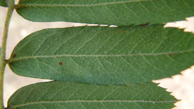 Verso de la feuille. Agrandir dans une nouvelle fenêtre (ou onglet)