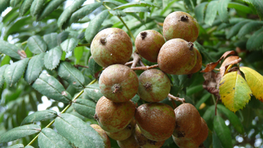 Fruits en formes de petites poires vert jaunâtre de 2 à 4 cm de diamètre et appelés cormes. Agrandir dans une nouvelle fenêtre (ou onglet)