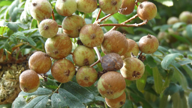 Fruits en formes de petites poires vert jaunâtre de 2 à 4 cm de diamètre et appelés cormes. Agrandir dans une nouvelle fenêtre (ou onglet)