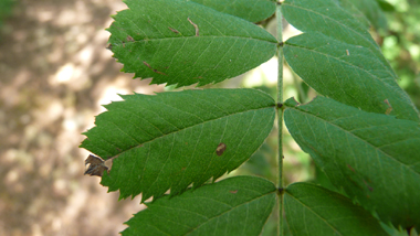 Feuilles alternes composées pennées avec 11 à 21 folioles de 3-7 cm, dentées dans les deux tiers supérieurs. Agrandir dans une nouvelle fenêtre (ou onglet)