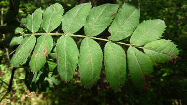 Feuilles alternes composées pennées avec 11 à 21 folioles de 3-7 cm, dentées dans les deux tiers supérieurs. Agrandir dans une nouvelle fenêtre (ou onglet)