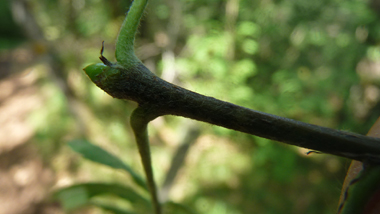 Bourgeons alternes spiralés, gros, verdâtres, visqueux et glabres. Agrandir dans une nouvelle fenêtre (ou onglet)