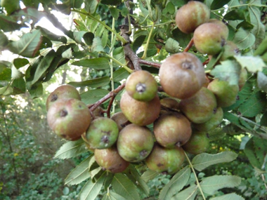 Fruits en formes de petites poires vert jaunâtre de 2 à 4 cm de diamètre et appelés cormes. Agrandir dans une nouvelle fenêtre (ou onglet)