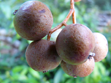 Fruits en formes de petites poires vert jaunâtre de 2 à 4 cm de diamètre et appelés cormes. Agrandir dans une nouvelle fenêtre (ou onglet)