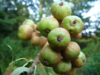 Fruits en formes de petites poires vert jaunâtre de 2 à 4 cm de diamètre et appelés cormes. Agrandir dans une nouvelle fenêtre (ou onglet)