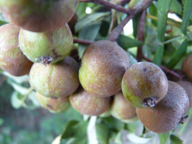 Fruits en formes de petites poires vert jaunâtre de 2 à 4 cm de diamètre et appelés cormes. Agrandir dans une nouvelle fenêtre (ou onglet)