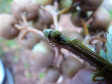 Bourgeons alternes spiralés, gros, verdâtres, visqueux et glabres. Agrandir dans une nouvelle fenêtre (ou onglet)