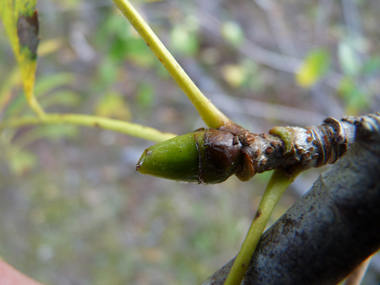 Bourgeons alternes spiralés, gros, verdâtres, visqueux et glabres. Agrandir dans une nouvelle fenêtre (ou onglet)