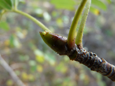 Bourgeons alternes spiralés, gros, verdâtres, visqueux et glabres. Agrandir dans une nouvelle fenêtre (ou onglet)