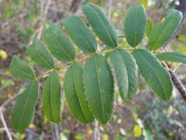 Feuilles alternes composées pennées avec 11 à 21 folioles de 3-7 cm, dentées dans les deux tiers supérieurs. Agrandir dans une nouvelle fenêtre (ou onglet)