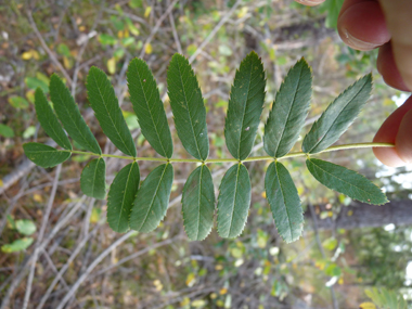 Feuilles alternes composées pennées avec 11 à 21 folioles de 3-7 cm, dentées dans les deux tiers supérieurs. Agrandir dans une nouvelle fenêtre (ou onglet)