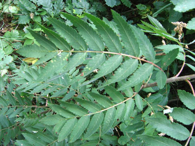 Feuilles alternes composées pennées avec 11 à 21 folioles de 3-7 cm, dentées dans les deux tiers supérieurs. Agrandir dans une nouvelle fenêtre (ou onglet)