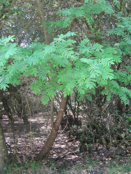 Arbre de 5 à 20 mètres. Agrandir dans une nouvelle fenêtre (ou onglet)