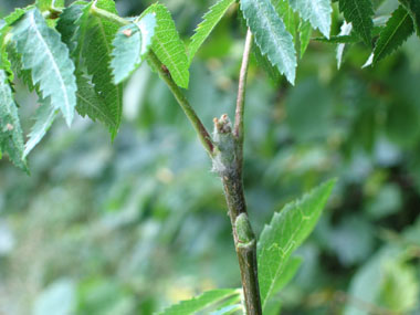 Bourgeons alternes spiralés, gros, verdâtres, visqueux et glabres. Agrandir dans une nouvelle fenêtre (ou onglet)