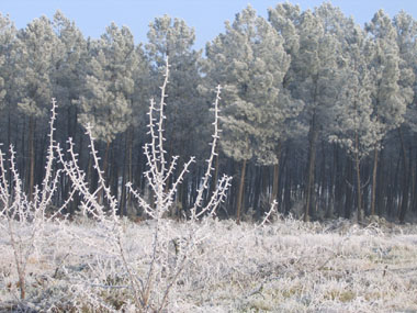 Les Landes, hiver 2005. Les pins maritimes sont recouverts de givre. Agrandir dans une nouvelle fenêtre (ou onglet)