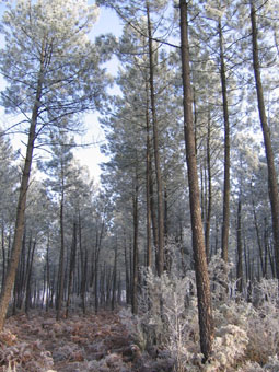 Les Landes, hiver 2005. Les pins maritimes sont recouverts de givre. Agrandir dans une nouvelle fenêtre (ou onglet)