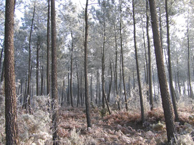 Les Landes, hiver 2005. Les pins maritimes sont recouverts de givre. Agrandir dans une nouvelle fenêtre (ou onglet)