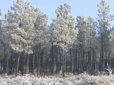 Les Landes, hiver 2005. Les pins maritimes sont recouverts de givre. Agrandir dans une nouvelle fenêtre (ou onglet)