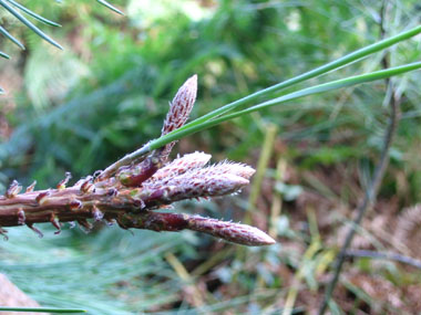 Longues aiguilles groupées par 2 et bourgeons ovoïdes. Agrandir dans une nouvelle fenêtre (ou onglet)