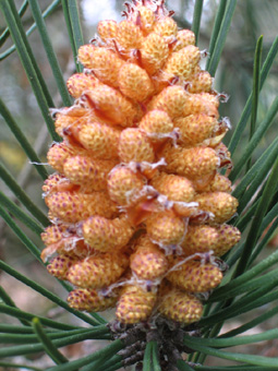 Fleurs mâles (produisant le pollen) en chatons jaune pâle rosé présents à la base des rameaux de l'année. Agrandir dans une nouvelle fenêtre (ou onglet)