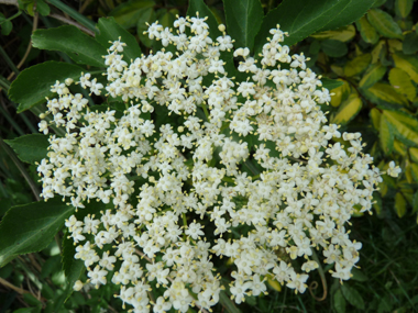 Fleurs blanches très odorantes regroupées en corymbes d'une dizaine de centimètres. Agrandir dans une nouvelle fenêtre (ou onglet)