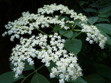 Fleurs blanches très odorantes regroupées en corymbes d'une dizaine de centimètres. Agrandir dans une nouvelle fenêtre (ou onglet)